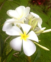 Glorious aromatic frangipani