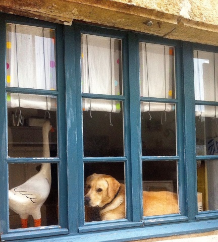 How much is that doggie in the window. Caunes