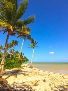 Wednesday Fiji. Palms and sand